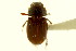  (Dialytodius carri - CNC COLEO 00120039)  @11 [ ] CreativeCommons - Attribution (2011) CNC/CBG Photography Group Centre for Biodiversity Genomics