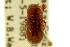  ( - CNC COLEO 00120043)  @11 [ ] CreativeCommons - Attribution (2011) CNC/CBG Photography Group Centre for Biodiversity Genomics