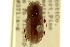  (Dellacasiellus concavus - CNC COLEO 00120048)  @11 [ ] CreativeCommons - Attribution (2011) CNC/CBG Photography Group Centre for Biodiversity Genomics