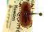  ( - CNC COLEO 00120049)  @11 [ ] CreativeCommons - Attribution (2011) CNC/CBG Photography Group Centre for Biodiversity Genomics