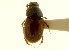  ( - CNC COLEO 00120052)  @11 [ ] CreativeCommons - Attribution (2011) CNC/CBG Photography Group Centre for Biodiversity Genomics