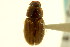  (Melinopterus consentaneus - CNC COLEO 00120056)  @11 [ ] CreativeCommons - Attribution (2011) CNC/CBG Photography Group Centre for Biodiversity Genomics