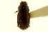  ( - CNC COLEO 00120064)  @11 [ ] CreativeCommons - Attribution (2011) CNC/CBG Photography Group Centre for Biodiversity Genomics