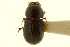  ( - CNC COLEO 00120065)  @11 [ ] CreativeCommons - Attribution (2011) CNC/CBG Photography Group Centre for Biodiversity Genomics