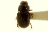  ( - CNC COLEO 00120066)  @11 [ ] CreativeCommons - Attribution (2011) CNC/CBG Photography Group Centre for Biodiversity Genomics
