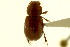 (Cinacanthus crenicollis - CNC COLEO 00120071)  @13 [ ] CreativeCommons - Attribution (2011) CNC/CBG Photography Group Centre for Biodiversity Genomics