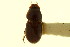  (Nialaphodius - CNC COLEO 00120079)  @11 [ ] CreativeCommons - Attribution (2011) CNC/CBG Photography Group Centre for Biodiversity Genomics