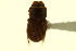  ( - CNC COLEO 00120082)  @11 [ ] CreativeCommons - Attribution (2011) CNC/CBG Photography Group Centre for Biodiversity Genomics