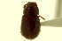  ( - CNC COLEO 00120090)  @11 [ ] CreativeCommons - Attribution (2011) CNC/CBG Photography Group Centre for Biodiversity Genomics