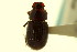  ( - CNC COLEO 00120092)  @11 [ ] CreativeCommons - Attribution (2011) CNC/CBG Photography Group Centre for Biodiversity Genomics