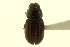  (Planolinoides duplex - CNC COLEO 00120104)  @11 [ ] CreativeCommons - Attribution (2011) CNC/CBG Photography Group Centre for Biodiversity Genomics