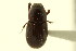  ( - CNC COLEO 00120105)  @11 [ ] CreativeCommons - Attribution (2011) CNC/CBG Photography Group Centre for Biodiversity Genomics