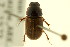  (Melinopterus femoralis - CNC COLEO 00120116)  @14 [ ] CreativeCommons - Attribution (2011) CNC/CBG Photography Group Centre for Biodiversity Genomics