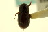  ( - CNC COLEO 00120146)  @11 [ ] CreativeCommons - Attribution (2011) CNC/CBG Photography Group Centre for Biodiversity Genomics