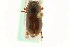  (Cryptoscatomaseter iowensis - CNC COLEO 00123123)  @11 [ ] CreativeCommons - Attribution (2011) CNC/CBG Photography Group Centre for Biodiversity Genomics