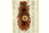  (Dellacasiellus milleri - CNC COLEO 00123167)  @11 [ ] CreativeCommons - Attribution (2011) CNC/CBG Photography Group Centre for Biodiversity Genomics