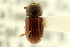  (Planolinoides neotomae - CNC COLEO 00123170)  @11 [ ] CreativeCommons - Attribution (2011) CNC/CBG Photography Group Centre for Biodiversity Genomics