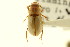  ( - CNC COLEO 00123196)  @11 [ ] CreativeCommons - Attribution (2011) CNC/CBG Photography Group Centre for Biodiversity Genomics