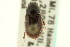  ( - CNC COLEO 00123205)  @11 [ ] CreativeCommons - Attribution (2011) CNC/CBG Photography Group Centre for Biodiversity Genomics