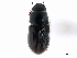  ( - CNC COLEO 00123506)  @11 [ ] CreativeCommons - Attribution (2011) CNC/CBG Photography Group Centre for Biodiversity Genomics