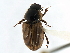  ( - CNC COLEO 00123509)  @11 [ ] CreativeCommons - Attribution (2011) CNC/CBG Photography Group Centre for Biodiversity Genomics