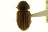  ( - CNC COLEO 00123510)  @11 [ ] CreativeCommons - Attribution (2011) CNC/CBG Photography Group Centre for Biodiversity Genomics