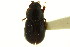  (Agoliinus wickhami - CNC COLEO 00123514)  @11 [ ] CreativeCommons - Attribution (2011) CNC/CBG Photography Group Centre for Biodiversity Genomics