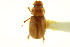  (Aidophus parcus - CNC COLEO 00123517)  @11 [ ] CreativeCommons - Attribution (2011) CNC/CBG Photography Group Centre for Biodiversity Genomics