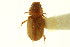  ( - CNC COLEO 00123518)  @11 [ ] CreativeCommons - Attribution (2011) CNC/CBG Photography Group Centre for Biodiversity Genomics