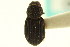  ( - CNC COLEO 00123582)  @11 [ ] CreativeCommons - Attribution (2011) CNC/CBG Photography Group Centre for Biodiversity Genomics