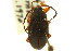  (Pseudocistela brevis - CNCI 00031041)  @14 [ ] CreativeCommons - Attribution (2011) CNC/CBG Photography Group Centre for Biodiversity Genomics