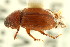  (Neopsammodius quinqueplicatus - CNC COLEO 00123763)  @11 [ ] CreativeCommons - Attribution (2011) CNC/CBG Photography Group Centre for Biodiversity Genomics