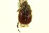  (Paracotalpa granicollis - CNC COLEO 00123840)  @11 [ ] CreativeCommons - Attribution (2011) CNC/CBG Photography Group Centre for Biodiversity Genomics