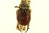  ( - CNC COLEO 00123841)  @11 [ ] CreativeCommons - Attribution (2011) CNC/CBG Photography Group Centre for Biodiversity Genomics