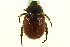  ( - CNC COLEO 00123849)  @11 [ ] CreativeCommons - Attribution (2011) CNC/CBG Photography Group Centre for Biodiversity Genomics