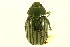  ( - CNC COLEO 00123858)  @13 [ ] CreativeCommons - Attribution (2011) CNC/CBG Photography Group Centre for Biodiversity Genomics