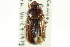  ( - CNC COLEO 00123890)  @11 [ ] CreativeCommons - Attribution (2011) CNC/CBG Photography Group Centre for Biodiversity Genomics