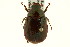  ( - CNC COLEO 00123904)  @13 [ ] CreativeCommons - Attribution (2011) CNC/CBG Photography Group Centre for Biodiversity Genomics