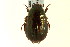  ( - CNC COLEO 00123905)  @12 [ ] CreativeCommons - Attribution (2011) CNC/CBG Photography Group Centre for Biodiversity Genomics