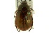  ( - CNC COLEO 00123908)  @11 [ ] CreativeCommons - Attribution (2011) CNC/CBG Photography Group Centre for Biodiversity Genomics