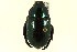  ( - CNC COLEO 00123957)  @11 [ ] CreativeCommons - Attribution (2011) CNC/CBG Photography Group Centre for Biodiversity Genomics