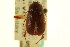  ( - CNC COLEO 00124022)  @11 [ ] CreativeCommons - Attribution (2011) CNC/CBG Photography Group Centre for Biodiversity Genomics