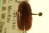  ( - CNC COLEO 00124024)  @11 [ ] CreativeCommons - Attribution (2011) CNC/CBG Photography Group Centre for Biodiversity Genomics