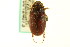  ( - CNC COLEO 00124073)  @11 [ ] CreativeCommons - Attribution (2011) CNC/CBG Photography Group Centre for Biodiversity Genomics