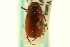  ( - CNC COLEO 00124084)  @11 [ ] CreativeCommons - Attribution (2011) CNC/CBG Photography Group Centre for Biodiversity Genomics