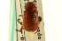 ( - CNC COLEO 00124085)  @13 [ ] CreativeCommons - Attribution (2011) CNC/CBG Photography Group Centre for Biodiversity Genomics