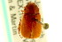  ( - CNC COLEO 00124089)  @13 [ ] CreativeCommons - Attribution (2011) CNC/CBG Photography Group Centre for Biodiversity Genomics