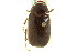  ( - CNC COLEO 00124094)  @13 [ ] CreativeCommons - Attribution (2011) CNC/CBG Photography Group Centre for Biodiversity Genomics