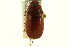  ( - CNC COLEO 00124097)  @14 [ ] CreativeCommons - Attribution (2011) CNC/CBG Photography Group Centre for Biodiversity Genomics