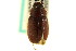  ( - CNC COLEO 00124117)  @13 [ ] CreativeCommons - Attribution (2011) CNC/CBG Photography Group Centre for Biodiversity Genomics